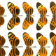 Illustration for article titled These butterflies are the Transformers of the insect world — and the answer to an evolutionary mystery